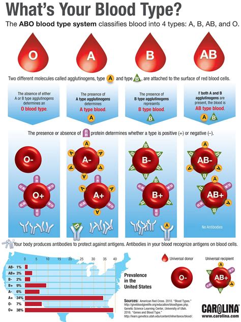 What Is The Most Common Blood Type In The World Blood Type Articles