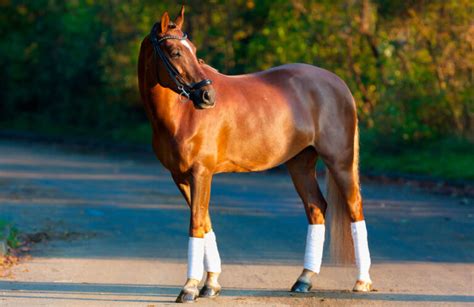 10 Best Horse Breed For Beginners And First Time Owners Horsezz 2022