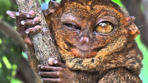 True Facts About The Tarsier Youtube