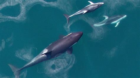 Odd Couple Of The Deep Bc Dolphins Hang Out With Killer Whales Ctv