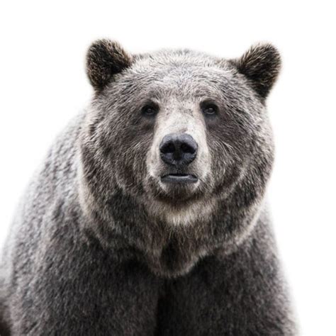 Technology Incredibly Amazing Face Portraits Of Animals
