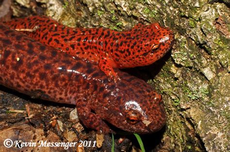 Pseudotriton Ruber Northern Red Salamander Walker Co G Kevin