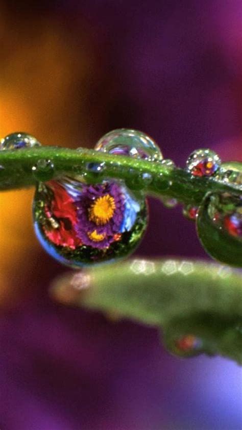 Free Download Nature Flowers Leaves Water Drops