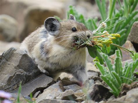Adorable American Pika Is Fast Disappearing And Were