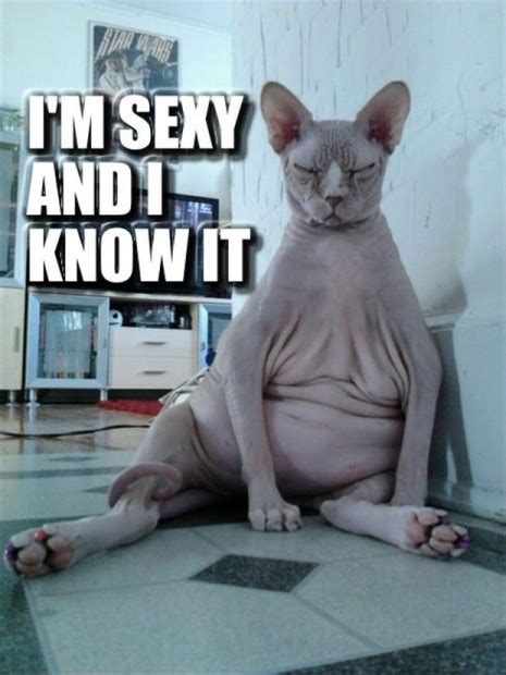 24 Cats Who Are Trying To Bring Sexy Back