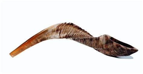 Rams Horn Shofar Natural Finished Hand Crafted Perfect For Blowing For