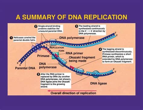 Overview Of Dna Replication