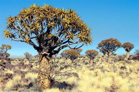 Quiver Tree Forest Namibia Amusing Planet