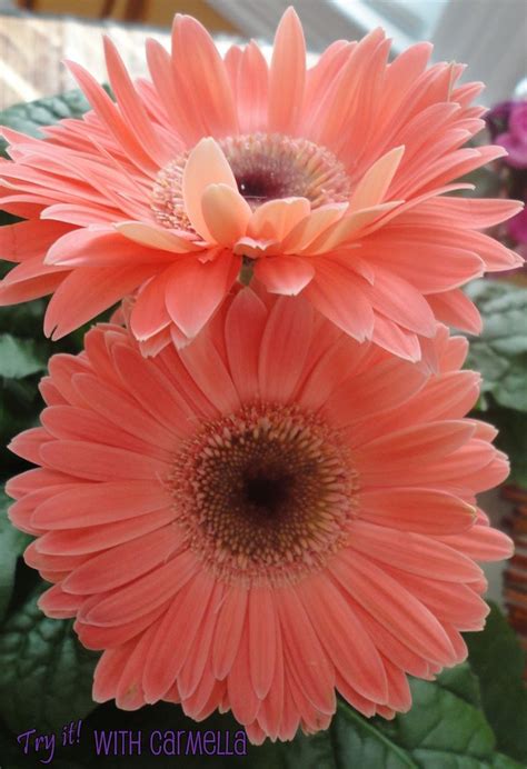 When the roses bloom, the petals open to reveal a cluster of blooms in the heart of the flower head. Peach Flowers | Types of flowers, Amazing flowers, Peach ...