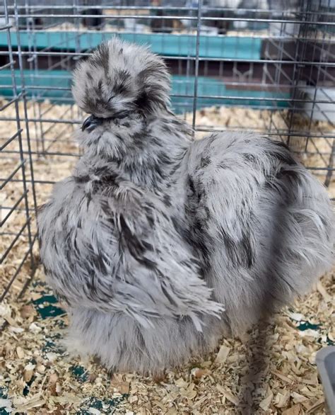 Silkie Chickens Complete Breed Information And Pictures