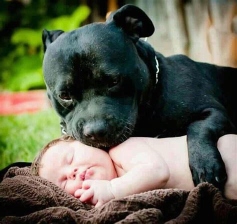 Before pit bulls it was rottweilers, before rottweilers it was dobermans, and before them german shepherds. 115 best images about Staffy & Dogs on Pinterest ...