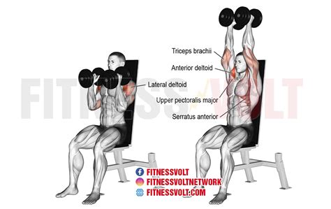 Seated Neutral Grip Dumbbell Overhead Press Shoulders Fitness Volt
