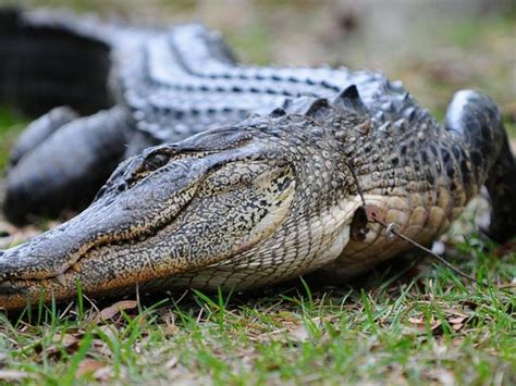 Florida Alligators What You Need To Know New Port Richey Fl Patch