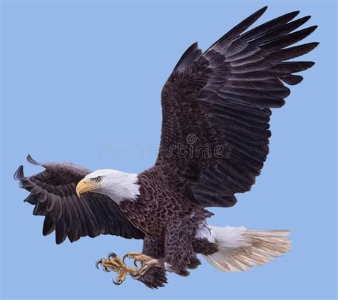 Bald Eagle Swoop Landing Attack Hand Draw And Paint On Blue Background