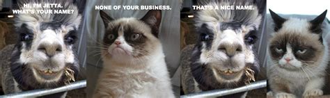 Cat Meme Quote Funny Humor Grumpy 2 Wallpapers Hd