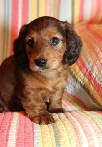 Alabama dachshund puppies for sale command different prices according to their coat types and colors. Miniature Dachshund Puppy for Sale - Adoption, Rescue | Male Dachshund Puppy Adoption in Gadsden ...