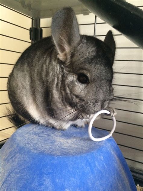 Northwest exotic pet vet, llc is a full service exotic pet practice. 42+ Exotic Pet Vet Near Me - WAYANGPETS.COM