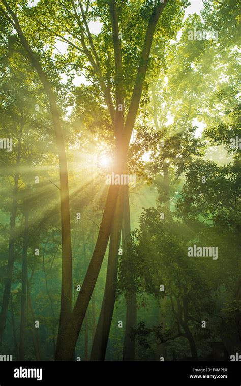 Lush Green Forest Sunlight Hi Res Stock Photography And Images Alamy