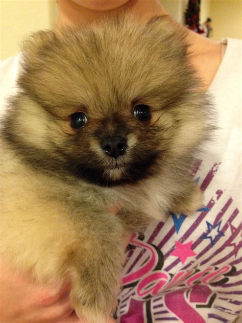 Pomeranian Teacup Brown Pets Lovers