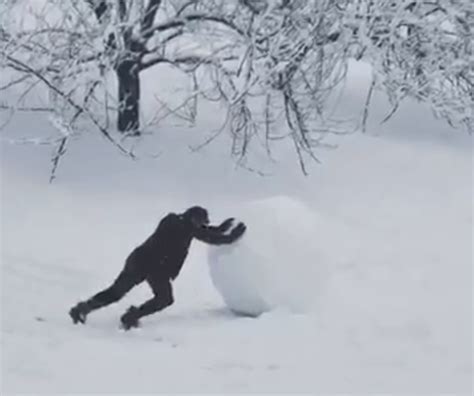 Video Modern Day Sisyphus Tries To Roll A Mega Snowball