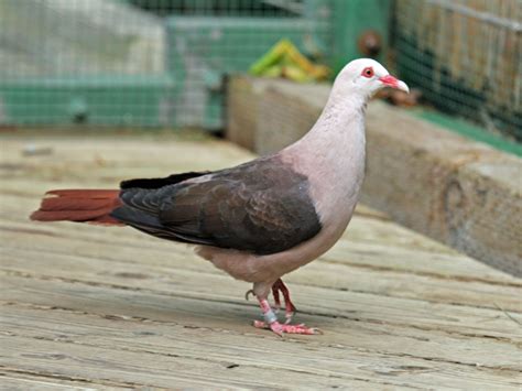 Endangered Pink Pigeon Pigeons Pink Pigeon Pigeon Birds