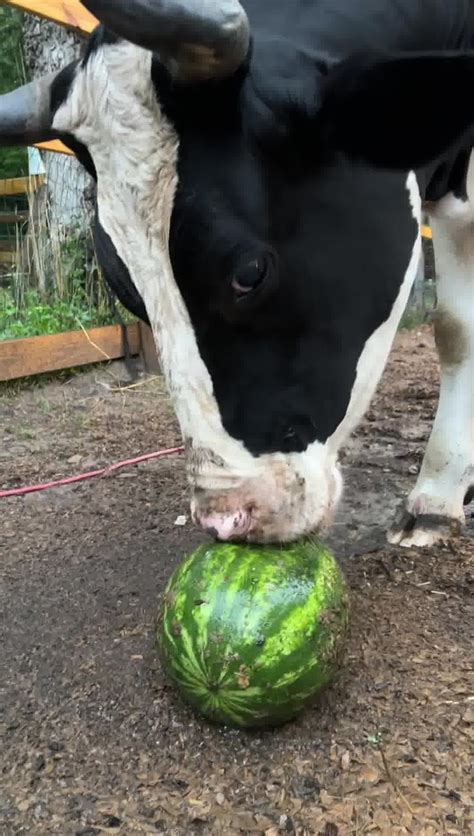 Cow Attacks Watermelon Jenna Wants Her Watermelon But Doesnt Want To