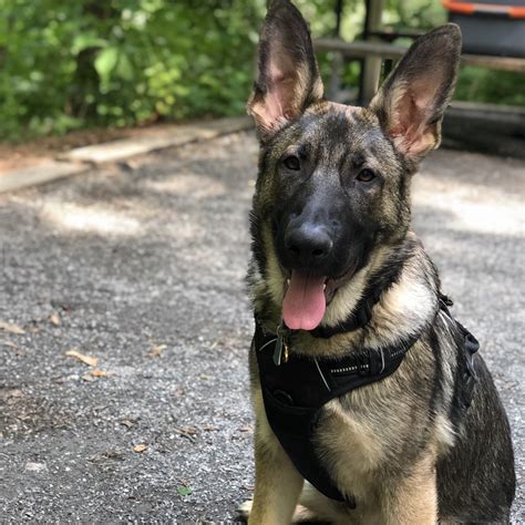 My twin daughters graduated from truman state university with a bachelors degree in agricultural science. German Shepherd Puppies For Sale | Baltimore, MD #302673