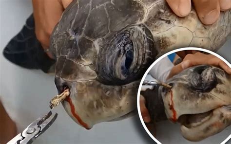 Plastic Straw Removed From Turtles Nose By Marine Biologists In