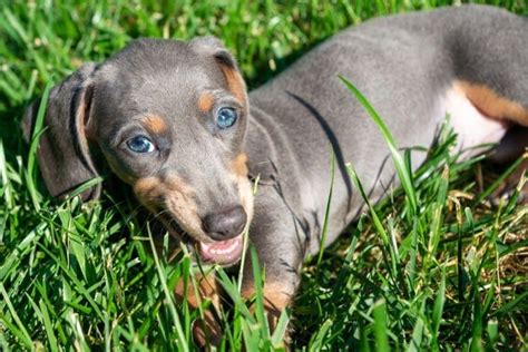 Blue Dachshund Breed Info Pictures Traits And Puppies Hepper