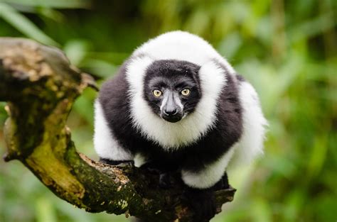 Black And White Ruffed Lemur 099
