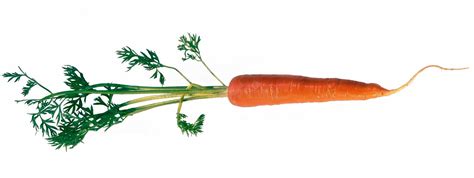 Carrot Stock Image Image Of Roots Vitamine Ingredients 10707