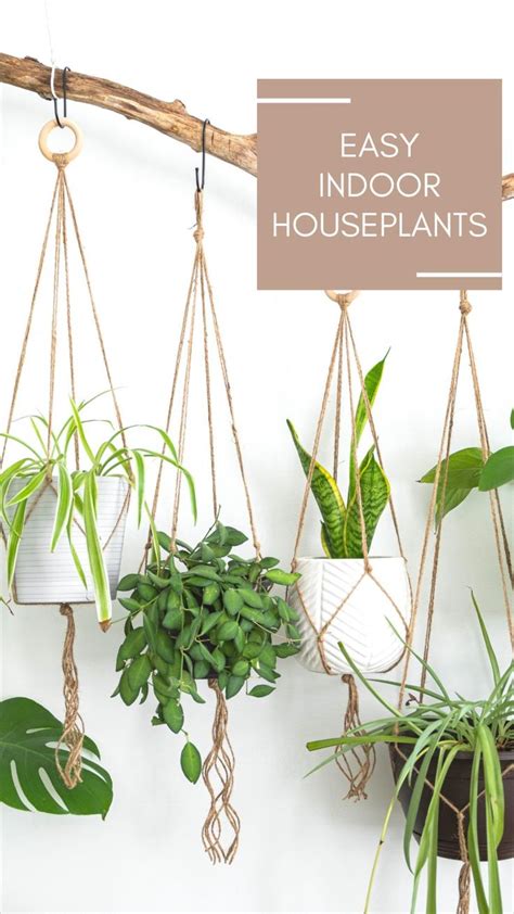 Easy Indoor Houseplants To Take Care Of For Beginners Low Light Plant