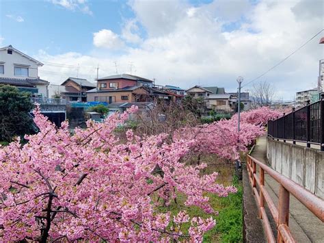 Sakura And River Stock Image Image Of Flower Japan 143915935
