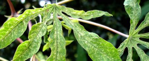 Cassava Pests And Disease Control National Agricultural Advisory Services