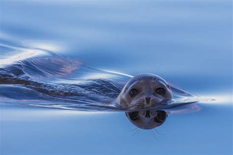 Arctic Ringed Seal