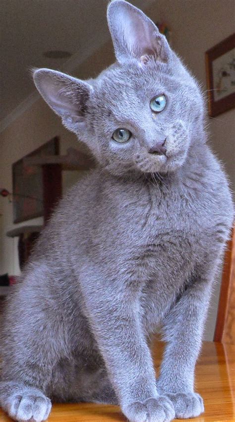Russian Blue Cat Temperamentpersonality And Grooming