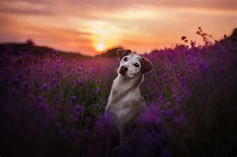 1920x1080px 1080p Free Download Dogs Dog Field Flower Lavender