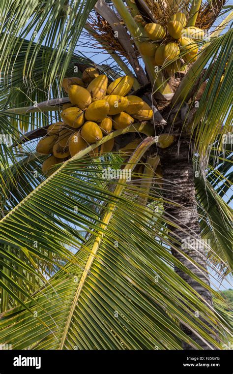 Coconut Palm Trees Cocos Nucifera Hi Res Stock Photography And Images