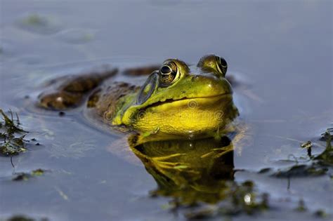 The Green Frog Lithobates Clamitans Is A Species Of Frog Native To