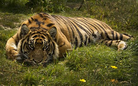 Фотография тигр Большие кошки траве Животные 1920x1200
