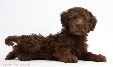 We also offer puppy supply packs. Dog: Chocolate Labradoodle puppy photo WP39283