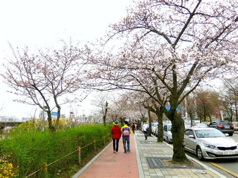 Bunga berwarna kemerahan itu memiliki jadwal mekar yang berbeda di setiap daerah. Yeouido Hangang Park, Taman Di Seoul Yang Lebih Dari Taman ...