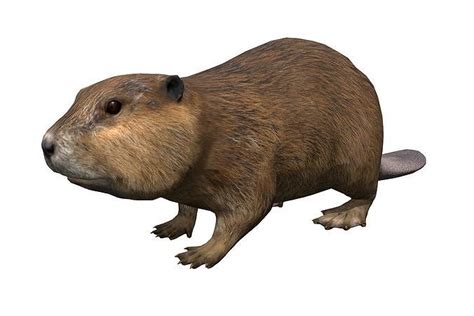 3d Model Beaver Vr Ar Low Poly Rigged Animated Cgtrader