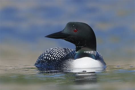 Common loon HD Wallpaper | Background Image | 2048x1365 | ID:1056373 