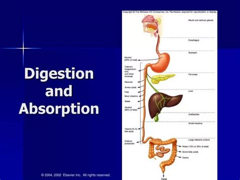 Digestive System Presentation Biology Hot Sex Picture