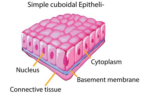 Epithelial Tissues Simple Tissue Biology Tissue Types Anatomy And