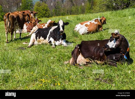 Cows Resting And Socializing In The Countryside Switzerland Stock