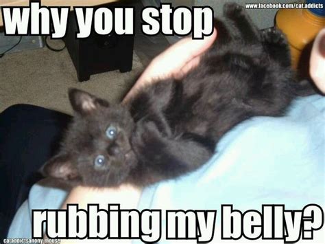 Oh My Cats Do Love A Good Belly Rub Funny Cat Pictures Cat Pics Do