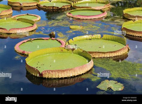 Floating Lily Pads Stock Photo Alamy