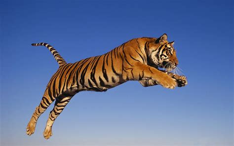 Photo Of Tiger Leap Hd Wallpaper Wallpaper Flare